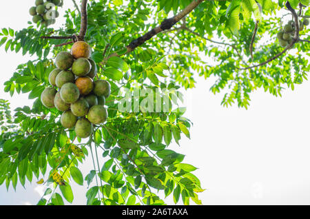 Haning Spondias Dulcis Bunch Stock Photo