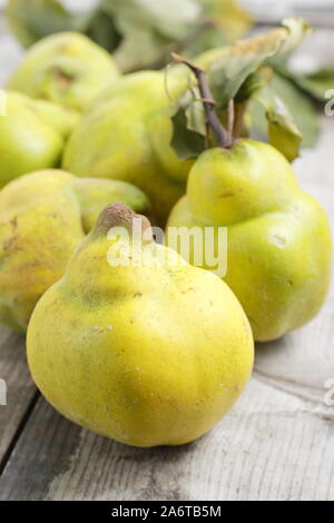 Cydonia oblonga 'Vranja'. Aromatic quince fruits on a kitchen table for making jelly. Autumn. UK Stock Photo