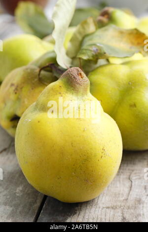 Cydonia oblonga 'Vranja' Nenadovic. Aromatic quince fruits on a kitchen table for making jelly. Autumn. UK Stock Photo