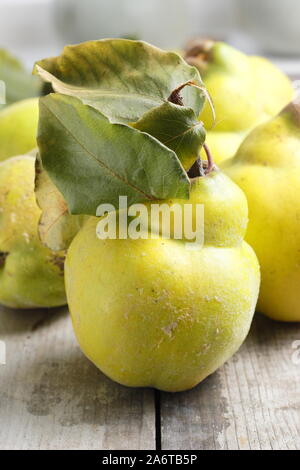 Cydonia oblonga 'Vranja'. Aromatic quince fruits on a kitchen table for making jelly. Autumn. UK Stock Photo