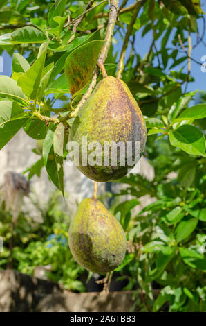 Two Avocado Pears Unripe And Hanging From Tree Stock Photo