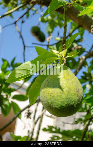 Avocado Pear Unripe And Hanging From Tree Stock Photo