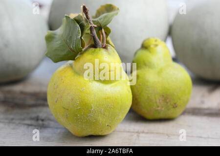 Cydonia oblonga 'Vranja'. Aromatic quince fruits on a kitchen table for making jelly. Autumn. UK Stock Photo