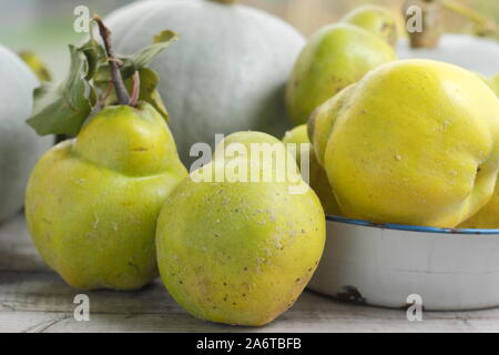 Aromatic quince fruits on a kitchen table for making jelly. Autumn. UK Stock Photo