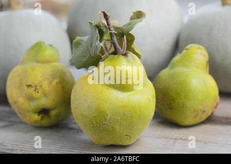 Cydonia oblonga 'Vranja' Nenadovic. Aromatic quince fruits on a kitchen table for making jelly. Autumn. UK Stock Photo