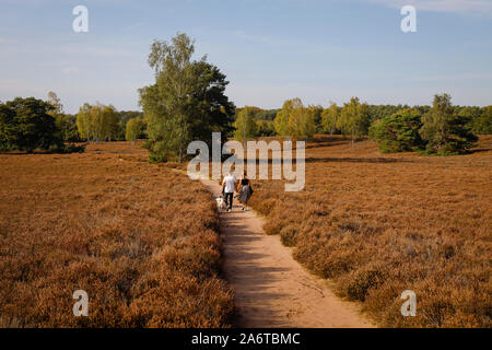 Haltern am See, Muensterland, North Rhine-Westphalia, Germany - Westruper Heide, a young couple with dogs walking hand in hand on a path through the h