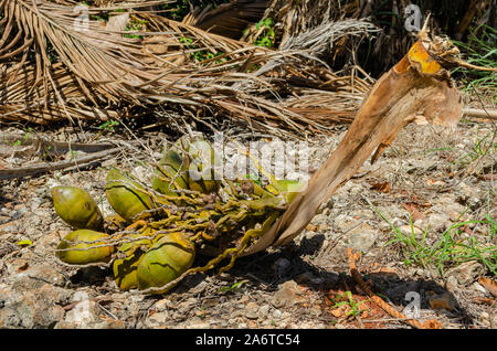 Coconut Bunch On The Ground Stock Photo