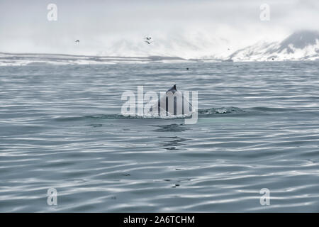 View of a blue whale (Balaenoptera musculus) near the coast of Spitsbergen, Svalbard, Norway Stock Photo