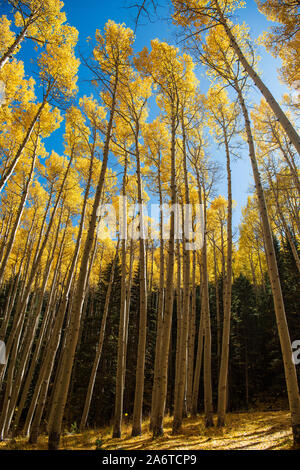 Golden Aspens of Northern Arizona Stock Photo