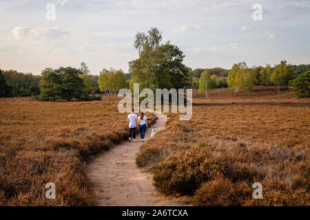 Haltern am See, Muensterland, North Rhine-Westphalia, Germany - Westruper Heide, a young couple with a dog, walks hand in hand on a path through the h Stock Photo