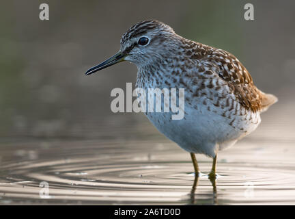 Close and Big photo of Wood sandpiper resting in water with circles on surface Stock Photo