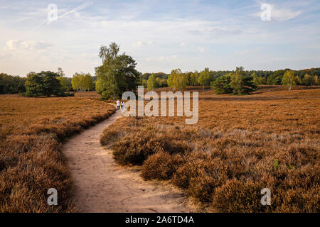 Haltern am See, Muensterland, North Rhine-Westphalia, Germany - Westruper Heide, a young couple with a dog, walks hand in hand on a path through the h Stock Photo