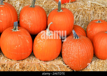 Halloween pumpkin display on straw bales. California, United States of America Stock Photo