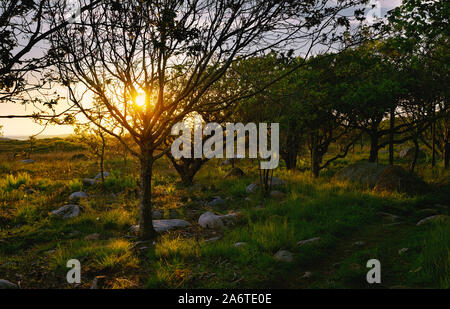 Sunlight streaming through trees at sunset, Norway Stock Photo