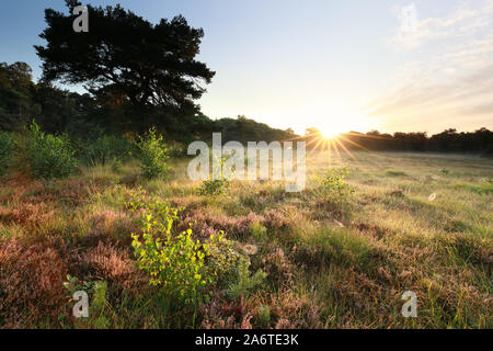 morning sunshine over wild meadow in forest Stock Photo