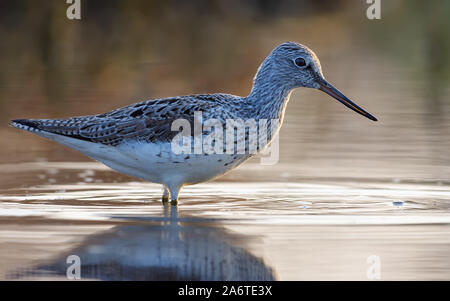 Adult Common greenshank close distance posing deep in bright water