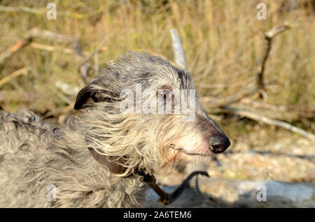Scottish Deerhound face portrait in natural ambients Stock Photo