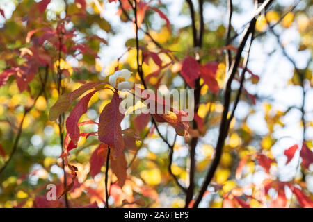 Franklinia alatamaha. Franklin tree in flower in autumn. UK Stock Photo