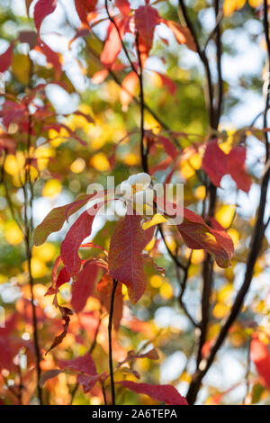 Franklinia alatamaha. Franklin tree in flower in autumn. UK Stock Photo