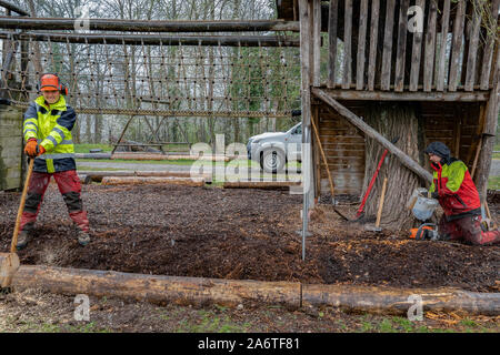 Young loggers working with an ax on a playground, holding a tree trunk for cutting, while other worker fills gasoline in a chain saws in rainy day. Stock Photo