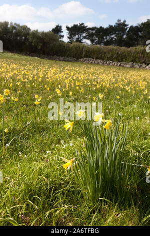 Field of Narcissi, Salakee Farm, St. Mary's, Isles of Scilly, UK Stock Photo