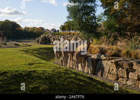 Giraffes in Dublin zoo, Ireland. Stock Photo