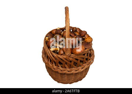 Edible mushrooms collected from the forest in a wicker basket, isolated on a white background with a clipping path. Stock Photo