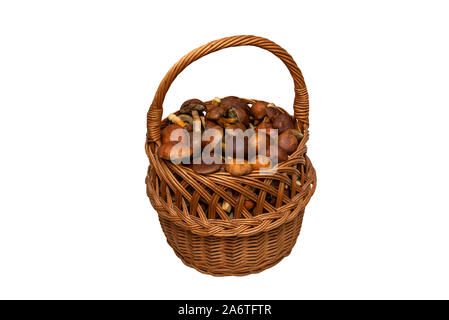 Edible mushrooms collected from the forest in a wicker basket, isolated on a white background with a clipping path. Stock Photo