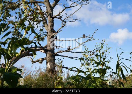 Monkeys in a tree, Dublin zoo, Ireland. Stock Photo