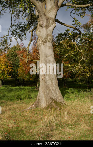 A squirrel climbing a tree. Stock Photo