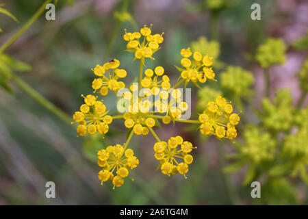 Ferulago sylvatica - wild flower Stock Photo