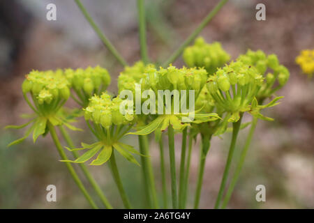 Ferulago sylvatica - wild flower Stock Photo