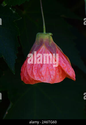 Redvein Abutilon Abutilon pictum flower, red pink drooping flower against dark background Stock Photo