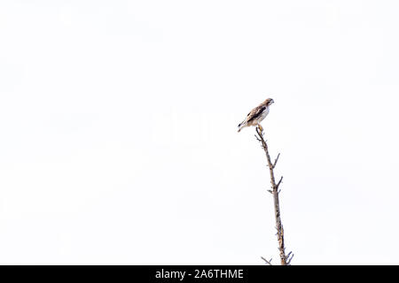 Red-tailed Hawk (Buteo jamaicensis) perched on a dead tree against a plain cloudy sky. Stock Photo
