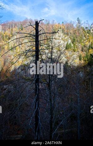 Autumn deep forest in Jizera Mountains, Liberec Region, Czech Republic Stock Photo