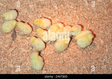 A group of chick at chicken farm Stock Photo