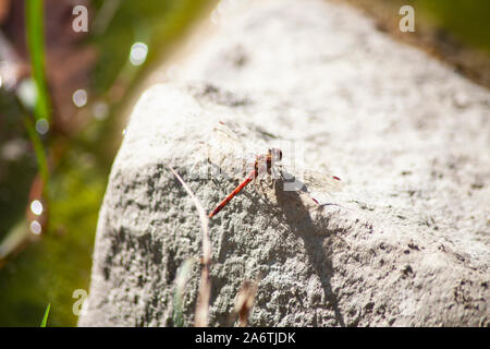 Dragonfly on the rock Stock Photo