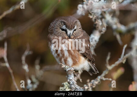 Northern saw-whet owl at Richmond BC Canada Stock Photo