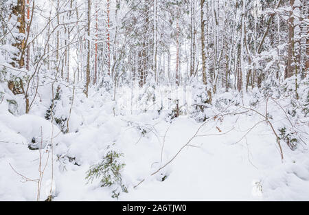Snowy European forest at day, winter landscape, background photo