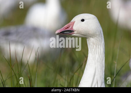 White Snow Goose at Richmond British Columbia Canada Stock Photo