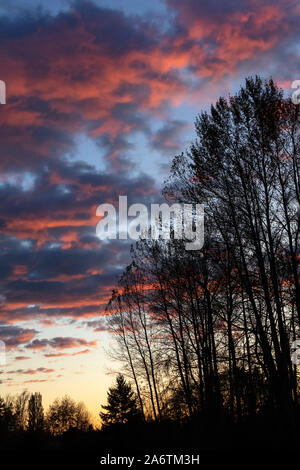tree silhouettes against evening sky. sunset background. Stock Photo
