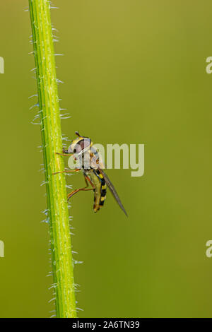 Male sphaerophoria scripta (long hoverfly) Stock Photo