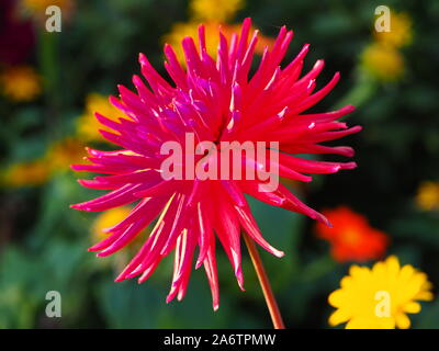 Cactus variety of dahlia at Chenies. Strong pink, spiky petals with a hint of purple at the tip in full sunshine.Yellow herbaceous asters in distance. Stock Photo