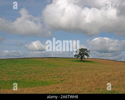 lone mature tree on the crown of a low hill in a golden green field under a big sky with puffy clouds epitomises solitude in Cumbria,England,UK Stock Photo