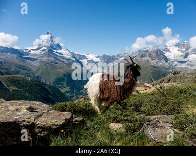 Swiss mountain goat in front of the famous Matterhorn peak along the scenic Five Lakes Trail Stock Photo