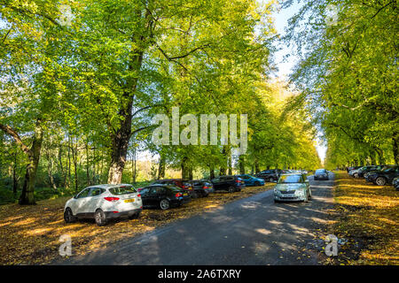 Cars parked along Lime Tree avenue in Clumber Park on a bright and sunny Autumn day. Stock Photo