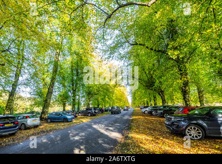 Cars parked along Lime Tree avenue in Clumber Park on a bright and sunny Autumn day. Stock Photo