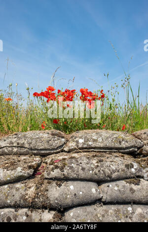 Close-up of sandbags and poppies in the World War I trenches known as Dodengang (Trench of Death). Located near Diskmuide, Flanders, Belgium Stock Photo