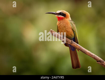 White-fronted Bee-eater - Merops bullockoides  species of bee-eater widely distributed in sub-equatorial Africa, nest in small colonies, digging holes