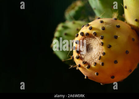 Bright orange fruit of a prickly pear cactus against dark background with text field in Sicily Stock Photo